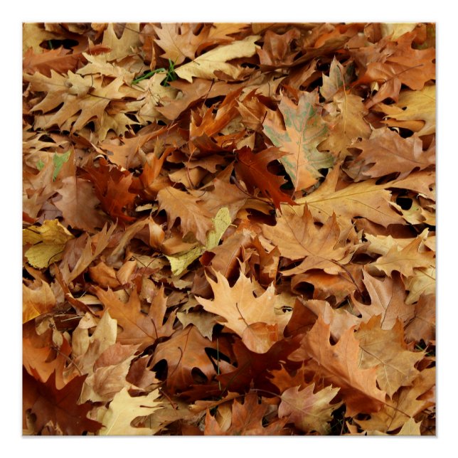 Herbst, trockene Blätter Poster (Vorderseite)