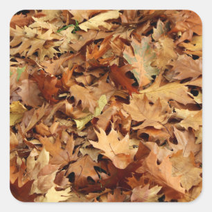 Herbst, trockene Blätter Quadratischer Aufkleber