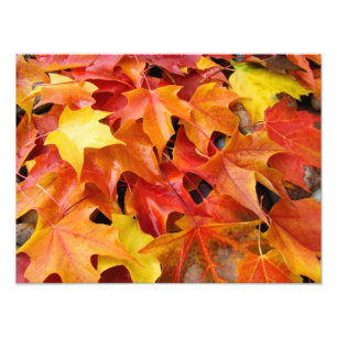 Herbst verlässt bunte Fotografie-Kunst-Drucke Fotodruck