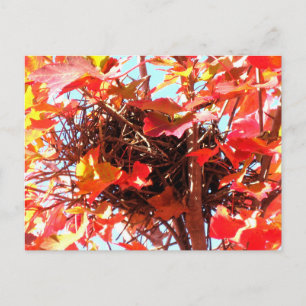 Herbst Vogelnest Herbst Naturfotografie Postkarte