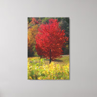 Herbst-Zuhause-Geschenke | Rote Ahorn-Blätter