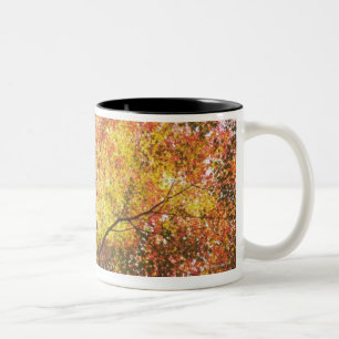 Herbst Zweifarbige Tasse