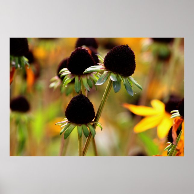 Herbstansätze Poster (Vorne)