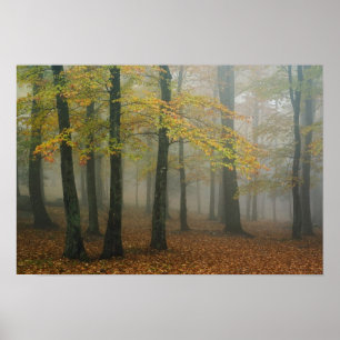 Herbstansicht des Nebelwaldes, Großvater 3 Poster
