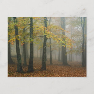 Herbstansicht von nebligem Wald, Grandfather 3 Postkarte