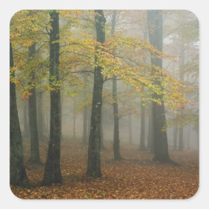 Herbstansicht von nebligem Wald, Grandfather 3 Quadratischer Aufkleber