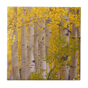 Herbstaspeln am Kebler Pass in Colorado Fliese