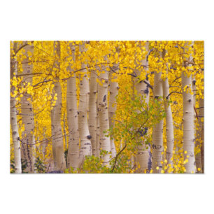 Herbstaspeln im Kebler Pass in Colorado. Fotodruck