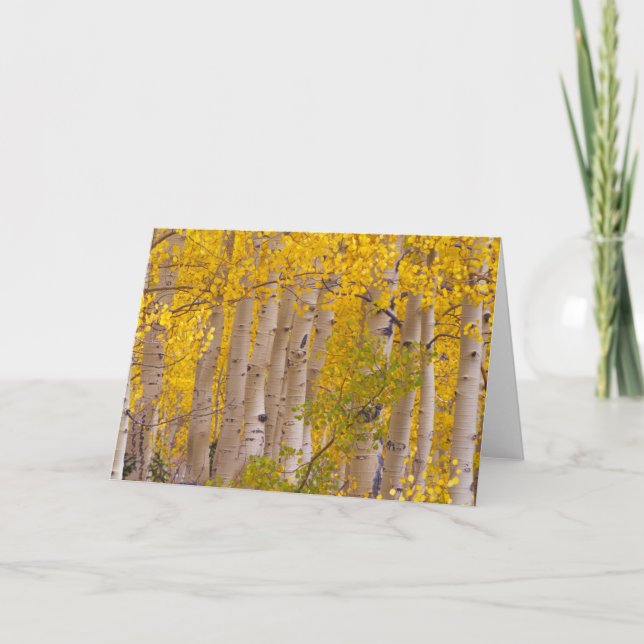 Herbstaspeln im Kebler Pass in Colorado. Karte (Vorderseite)