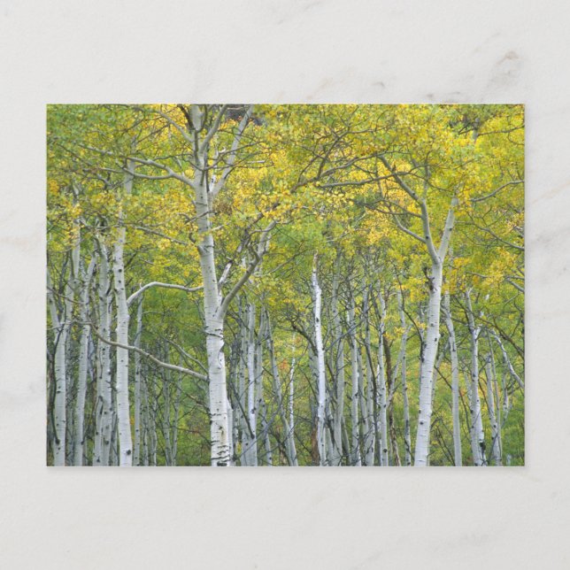 Herbstaspeln in McClure Pass in Colorado. Postkarte (Vorderseite)