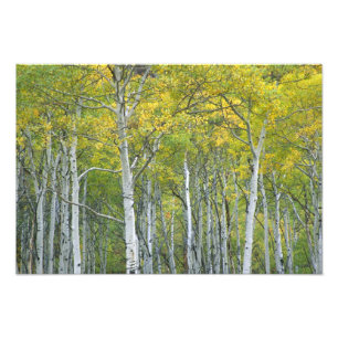 Herbstaspens am McClure Pass in Colorado. Fotodruck