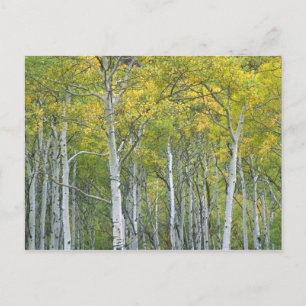 Herbstaspens am McClure-Pass in Colorado. Postkarte