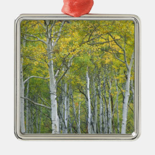 Herbstaspens am McClure-Pass in Colorado. Silbernes Ornament
