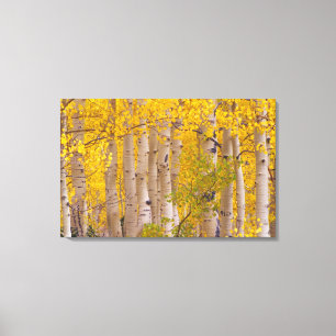 Herbstaspens im Kebler Pass in Colorado. Leinwanddruck