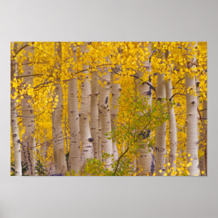 Herbstaspens im Kebler Pass in Colorado. Poster
