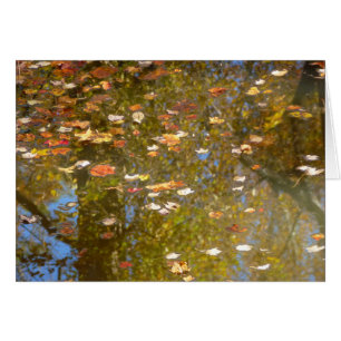 Herbstausstiege und Streams-Reflektion bei Greenbe