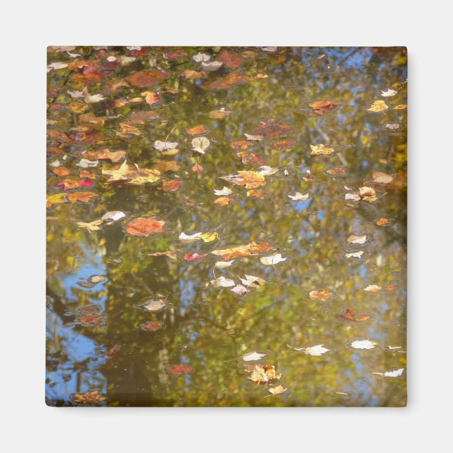 Herbstausstiege und Streams-Reflektion bei Greenbe Magnet (Vorne)