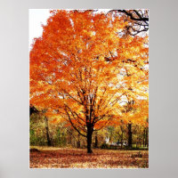 Herbstbaum, Ahornbaum im Herbstposter