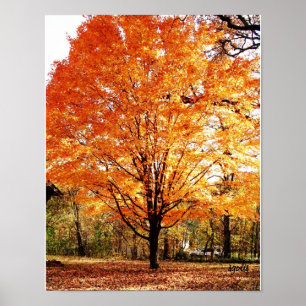 Herbstbaum, Ahornbaum im Herbstposter Poster
