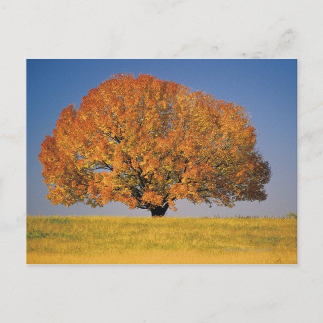 Herbstbaum auf großem Feld Postkarte (Vorderseite)