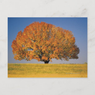 Herbstbaum auf großem Feld Postkarte