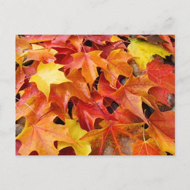 Herbstbaum-Blätter Postkarten Farbige Herbstblätte (Vorderseite)