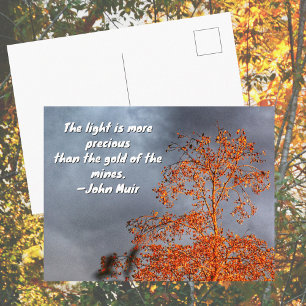 Herbstbaum Goldenes Licht John Muir Natur Zitat Postkarte