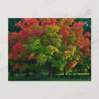 Herbstbaum in Boston, öffentlicher Garten Postkarte