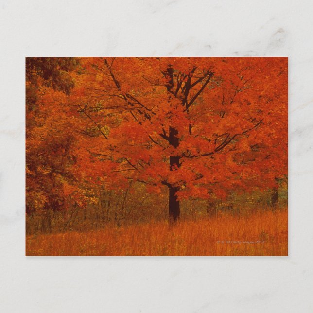Herbstbaum mit rotem Blattwerk Postkarte (Vorderseite)