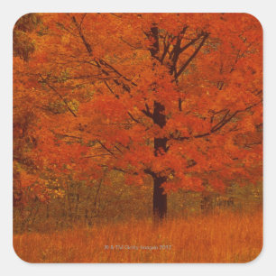 Herbstbaum mit rotem Blattwerk Quadratischer Aufkleber