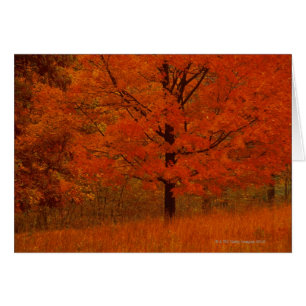 Herbstbaum mit rotem Laub