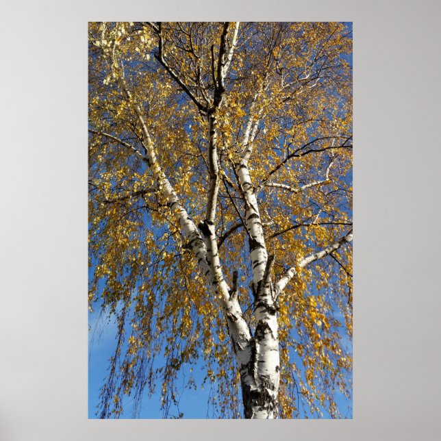 Herbstbaum Poster (Vorne)