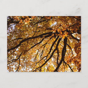 Herbstbaum Postkarte