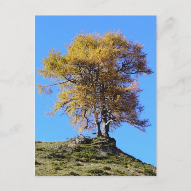 Herbstbaum Postkarte (Vorderseite)