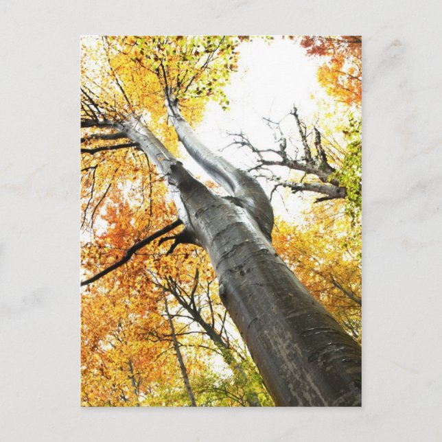 Herbstbaum Postkarte (Vorderseite)