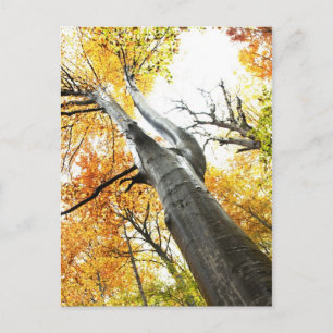 Herbstbaum Postkarte