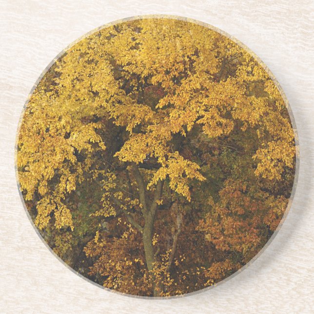 Herbstbäume Getränkeuntersetzer (Vorne)