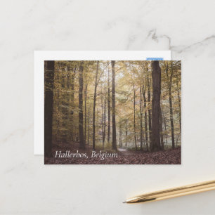 Herbstbäume, Hallerbos, Belgien Postkarte