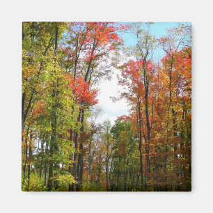 Herbstbäume und blauer Himmel Herbst-Naturfotograf Magnet