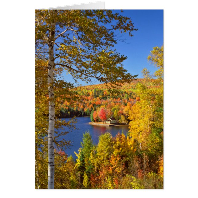 Herbstbaumlandschaft, Maine (Vorne)
