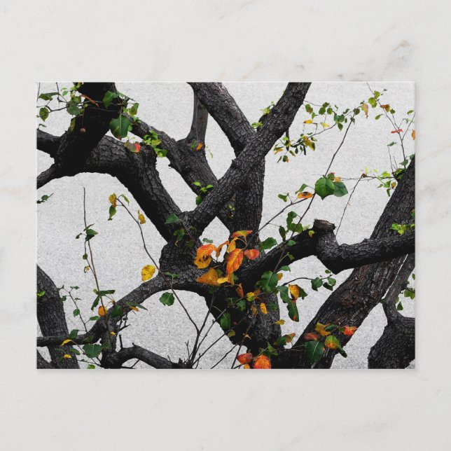 Herbstbaumzweige Postkarte (Vorderseite)