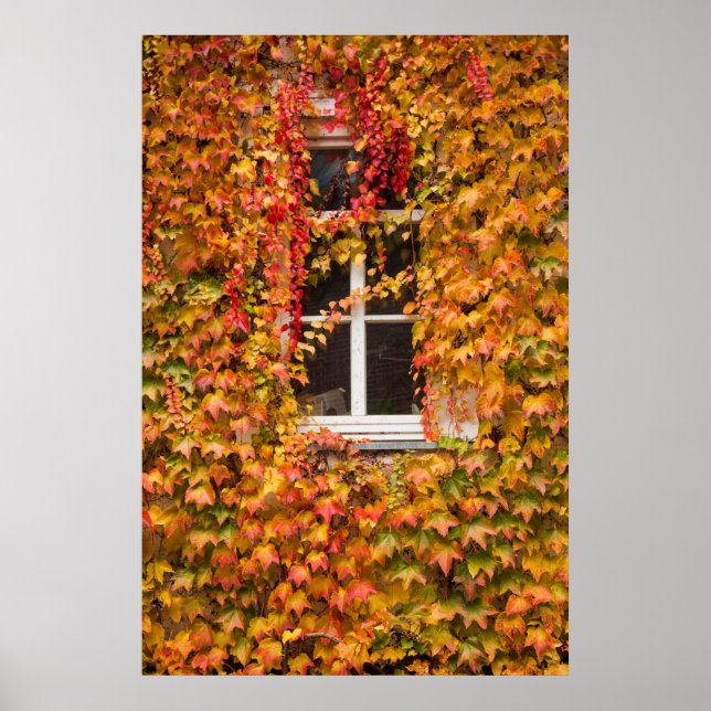 Herbstbedecktes Gebäude Poster (Vorne)