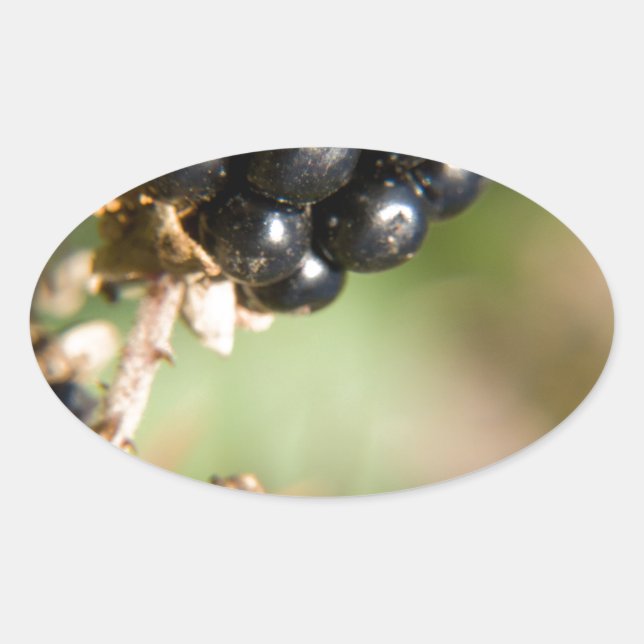 Herbstbeeren Ovaler Aufkleber (Vorderseite)