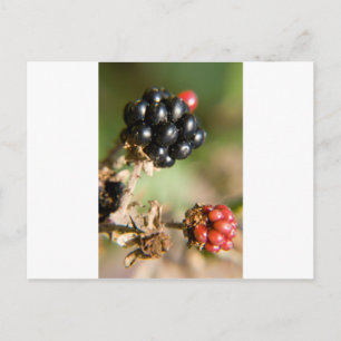 Herbstbeeren Postkarte
