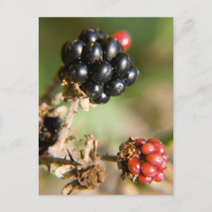 Herbstbeeren Postkarte