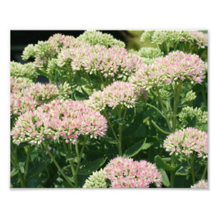 Herbstblatt 10x8 Makro-Blume drucken Fotodruck