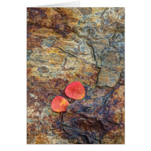 Herbstblatt auf Felsen, Kalifornien