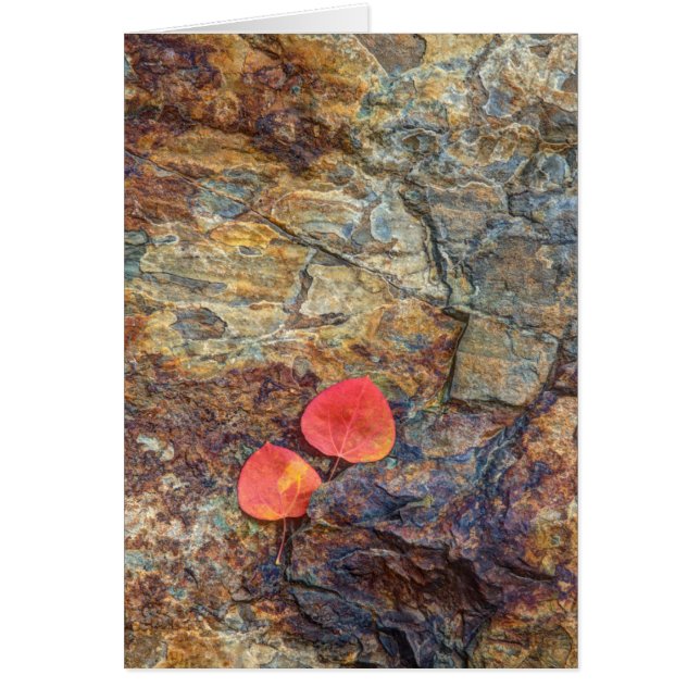 Herbstblatt auf Felsen, Kalifornien (Vorne)