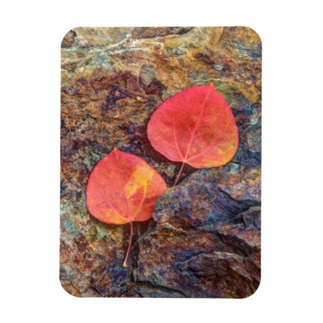 Herbstblatt auf Felsen, Kalifornien Magnet (Vertikal)