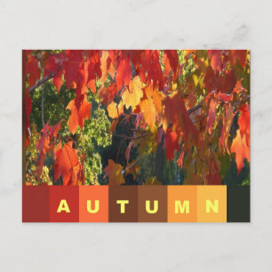 Herbstblatt Postkarte